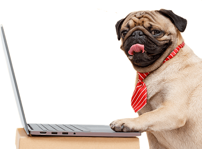 Dog with tie working on laptop